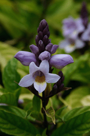 orchidée