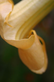 fleur