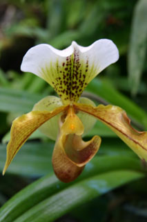 orchidée