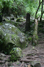 forêt