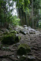 forêt