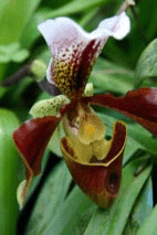 orchidée