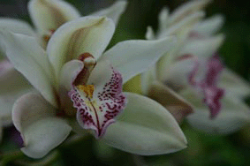 orchidée